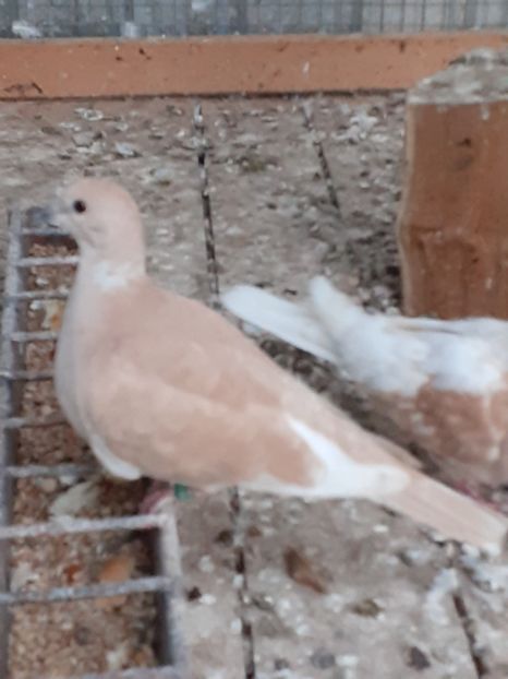  - Noua volieră ptr turturele rizătoare