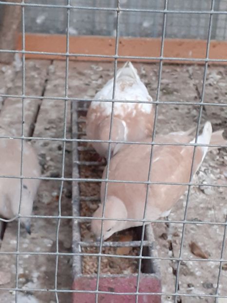  - Noua volieră ptr turturele rizătoare