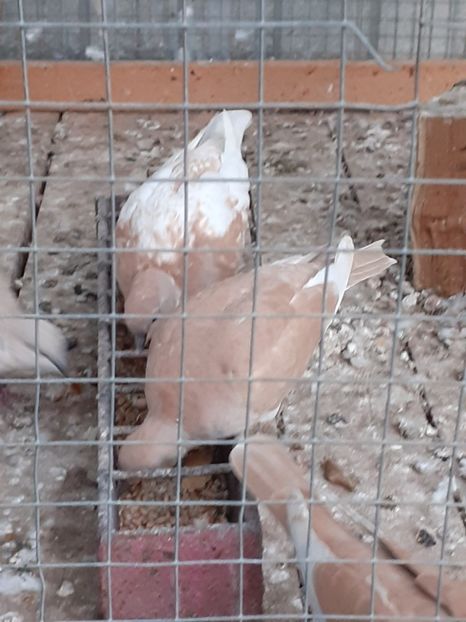  - Noua volieră ptr turturele rizătoare