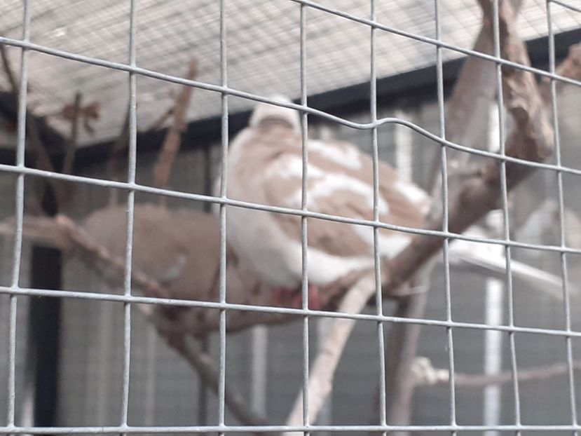  - Noua volieră ptr turturele rizătoare