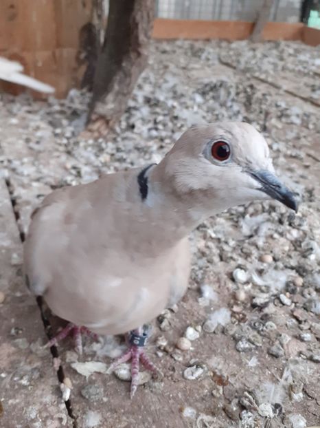  - Noua volieră ptr turturele rizătoare