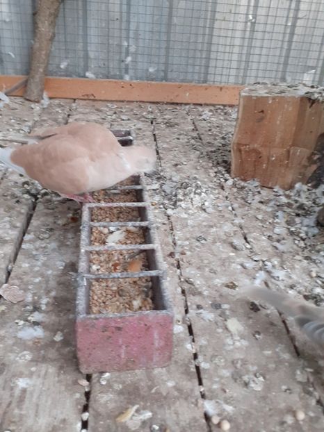  - Noua volieră ptr turturele rizătoare