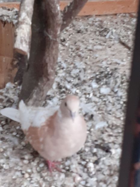  - Noua volieră ptr turturele rizătoare