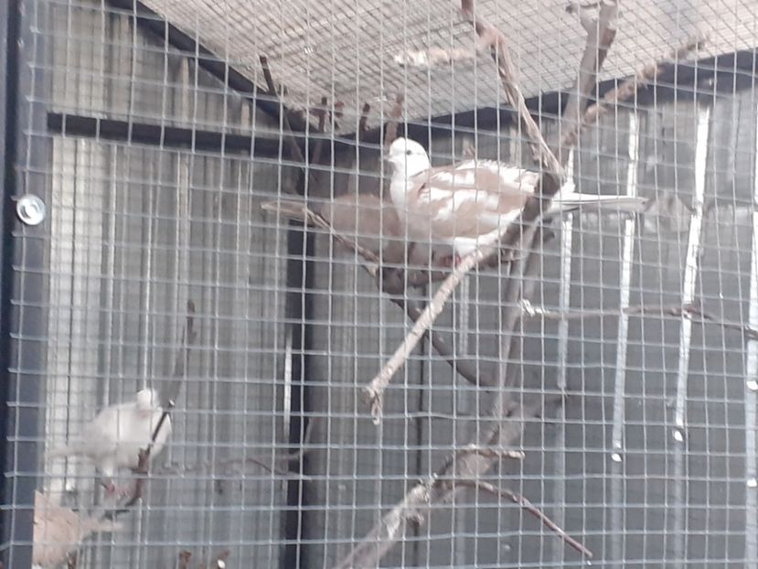  - Noua volieră ptr turturele rizătoare