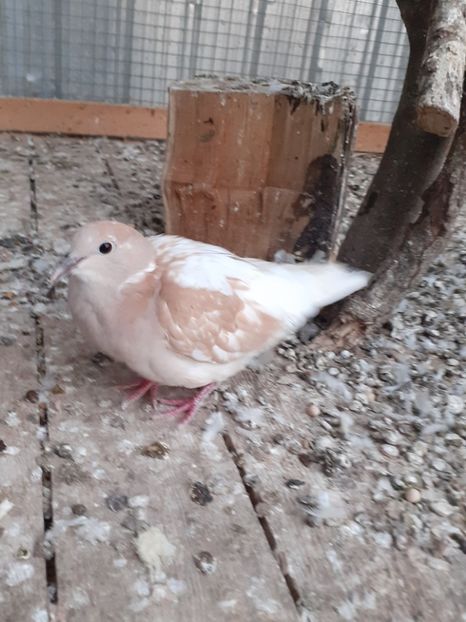  - Noua volieră ptr turturele rizătoare