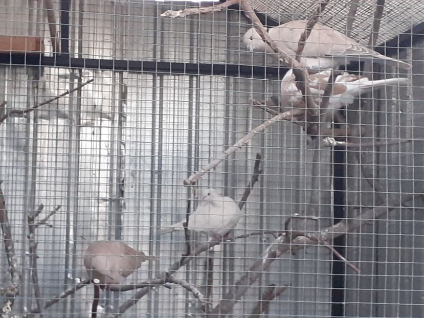  - Noua volieră ptr turturele rizătoare