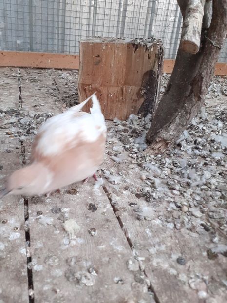  - Noua volieră ptr turturele rizătoare