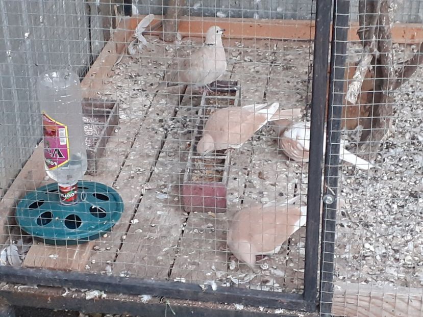  - Noua volieră ptr turturele rizătoare