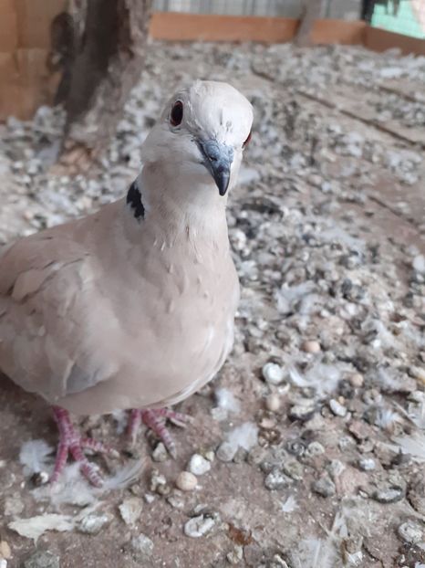  - Noua volieră ptr turturele rizătoare