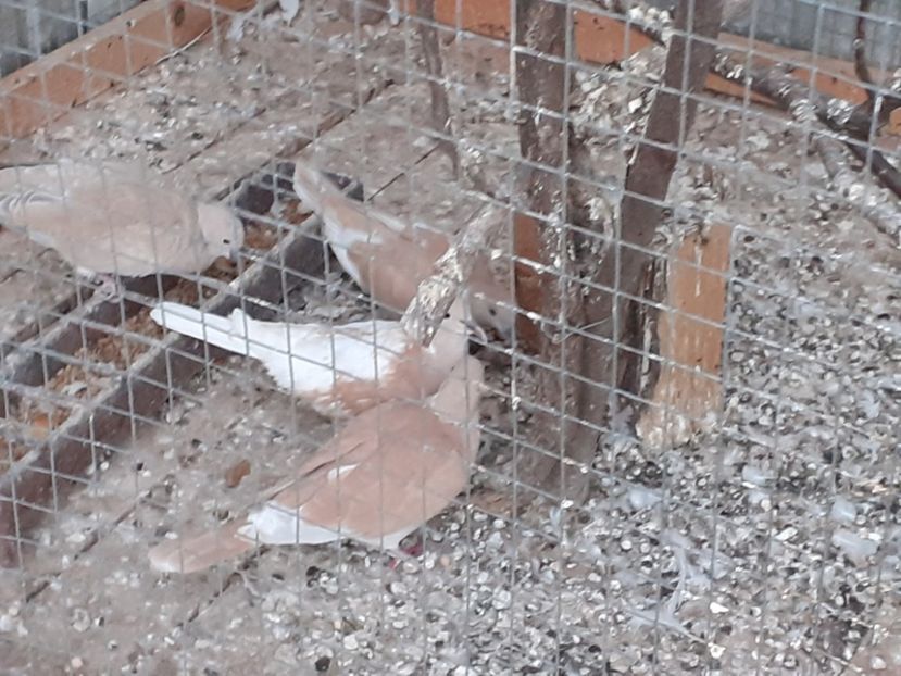  - Noua volieră ptr turturele rizătoare