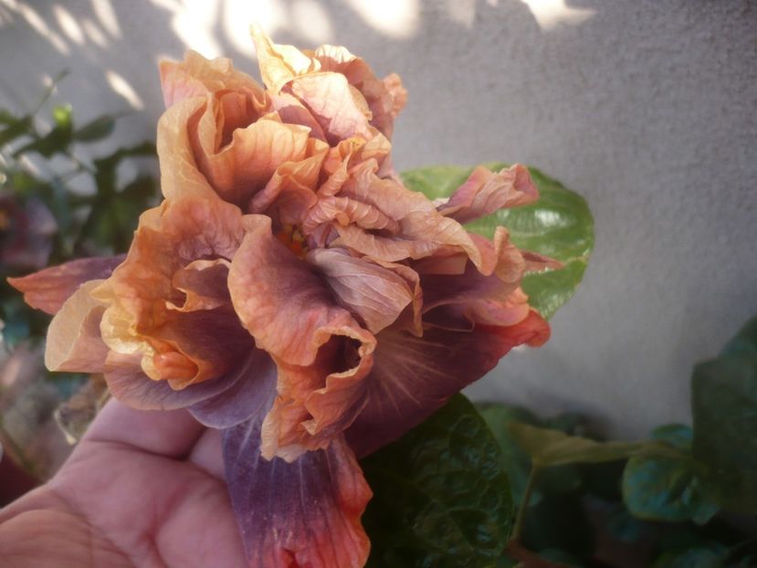 20.10.2020 - HIBISCUSI 2020-5