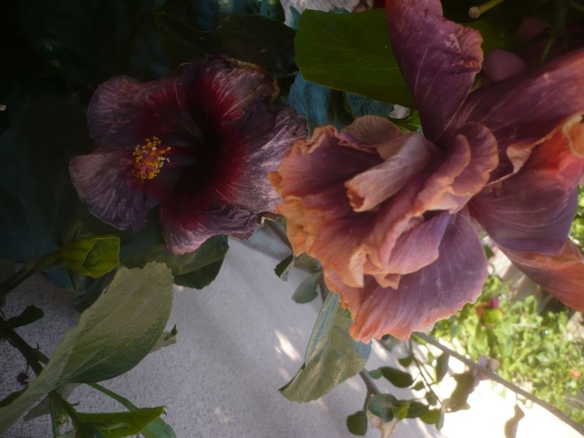 P1470047 - HIBISCUSI 2020-5