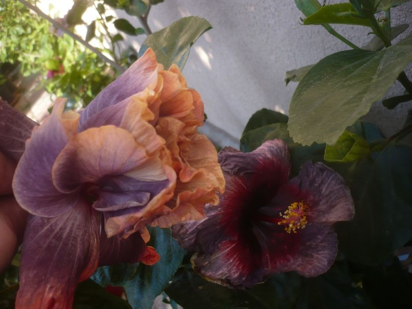 P1470048 - HIBISCUSI 2020-5