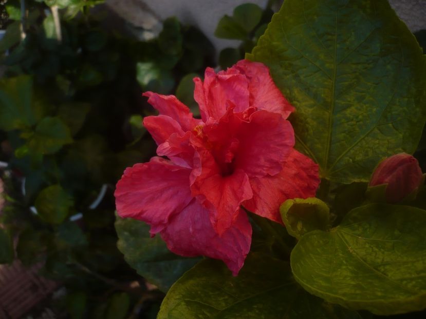 P1470049 - HIBISCUSI 2020-5