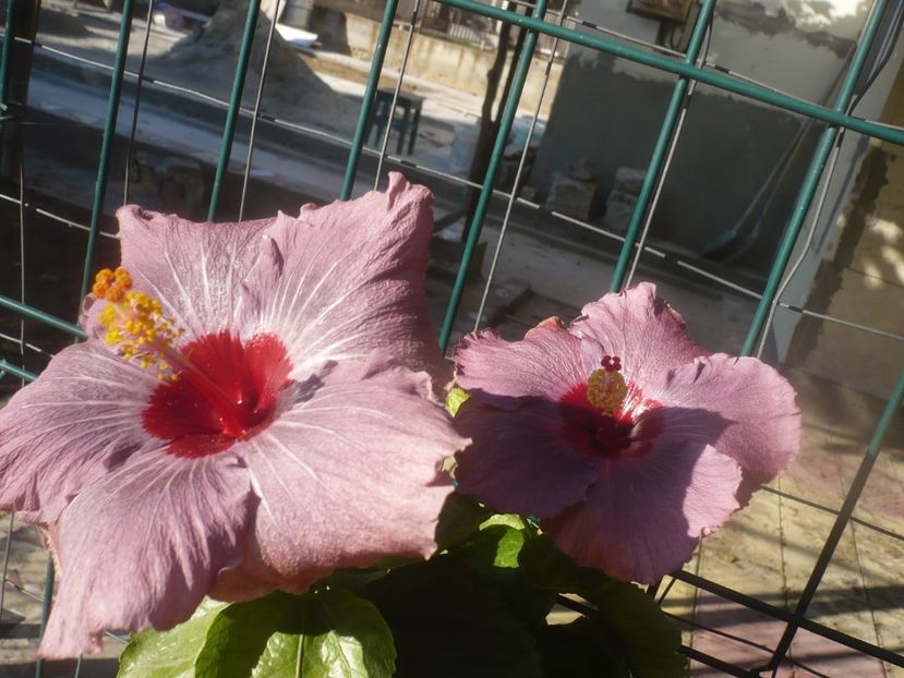 P1470052 - HIBISCUSI 2020-5