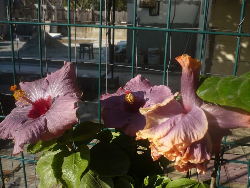 P1470054 - HIBISCUSI 2020-5