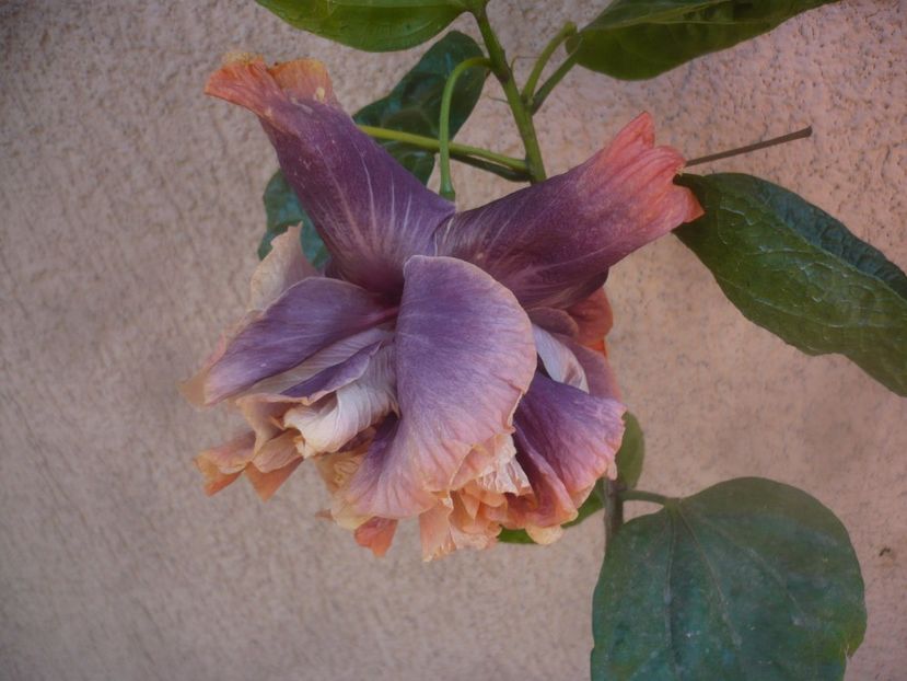 P1470057 - HIBISCUSI 2020-5