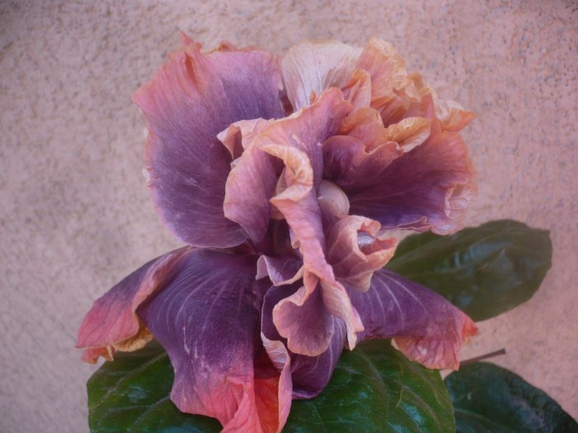 P1470059 - HIBISCUSI 2020-5