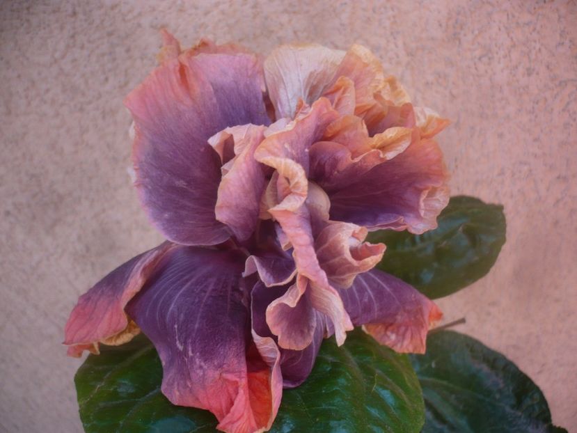 P1470060 - HIBISCUSI 2020-5