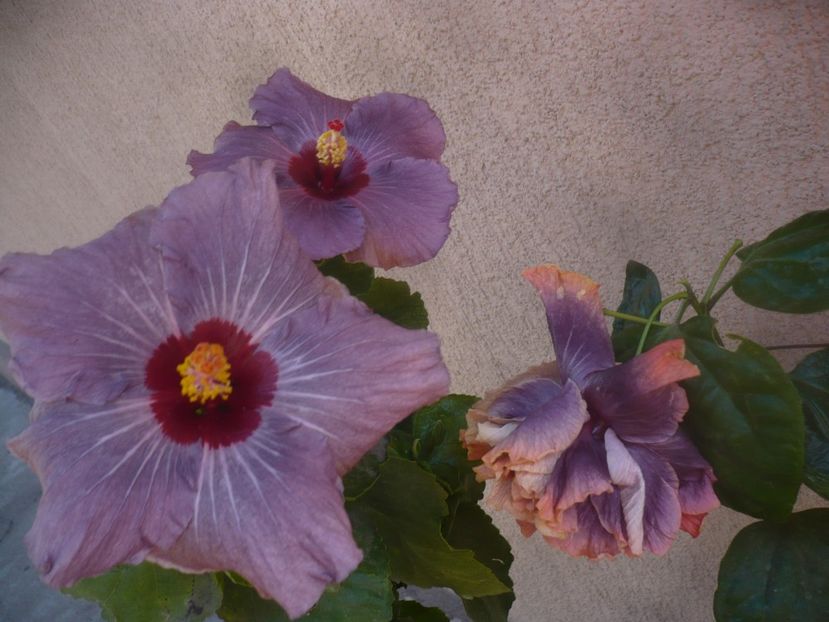 P1470061 - HIBISCUSI 2020-5