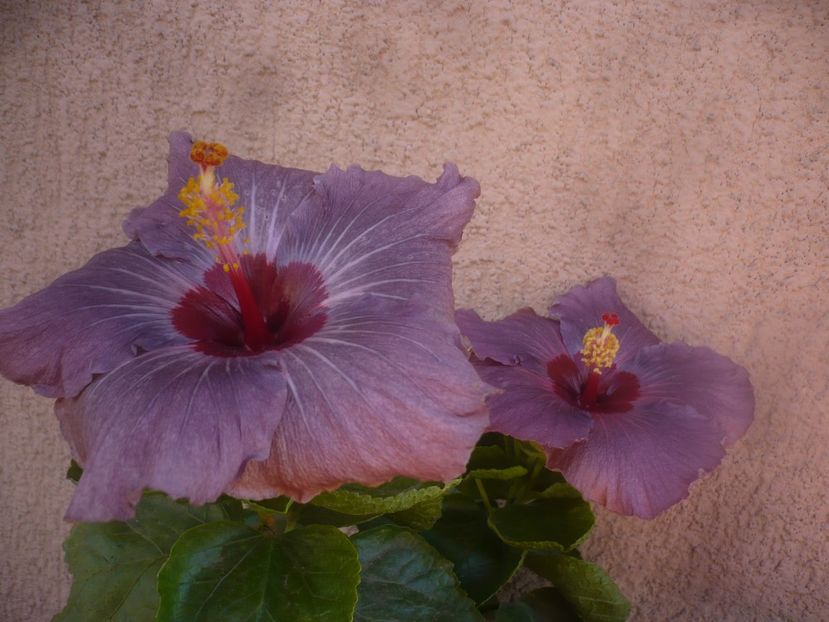 P1470062 - HIBISCUSI 2020-5