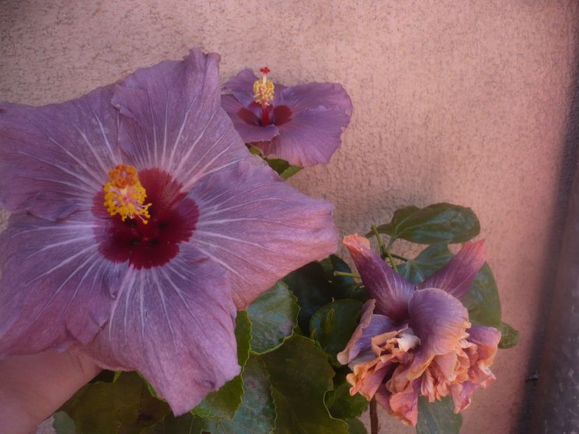 P1470063 - HIBISCUSI 2020-5