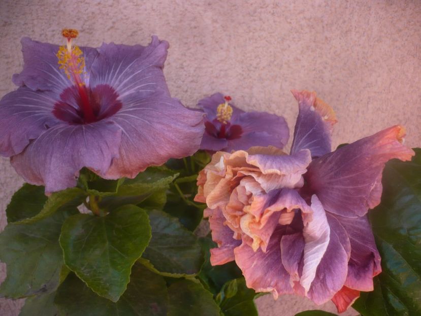 P1470065 - HIBISCUSI 2020-5