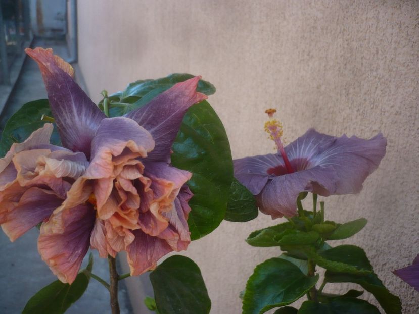 P1470066 - HIBISCUSI 2020-5