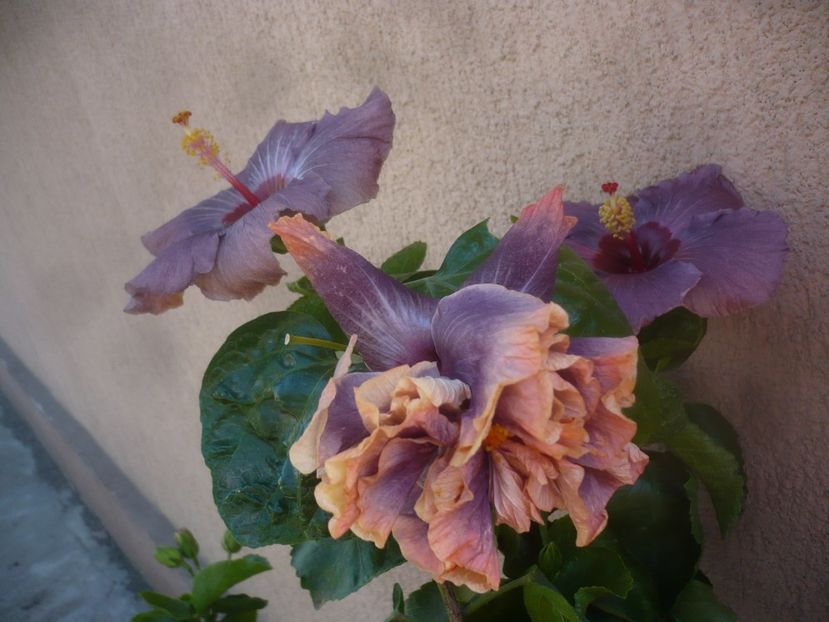 P1470067 - HIBISCUSI 2020-5