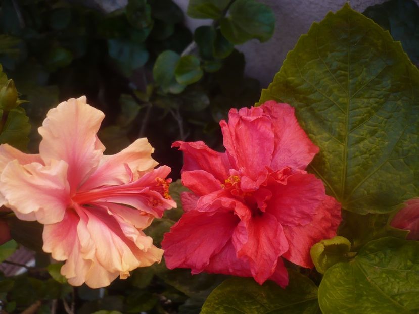 P1470068 - HIBISCUSI 2020-5