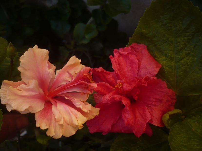 P1470069 - HIBISCUSI 2020-5