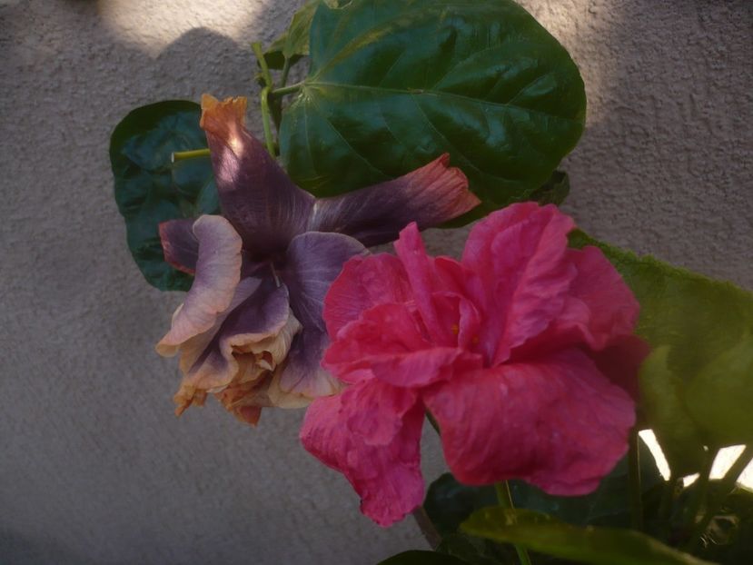 P1470071 - HIBISCUSI 2020-5