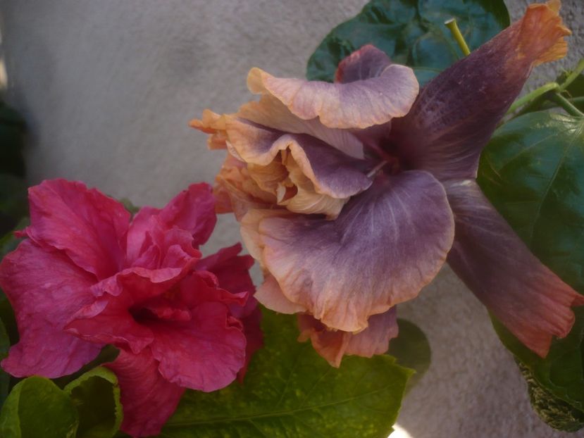 P1470072 - HIBISCUSI 2020-5