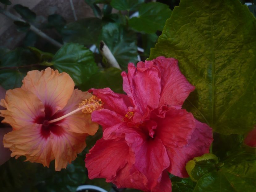 P1470074 - HIBISCUSI 2020-5