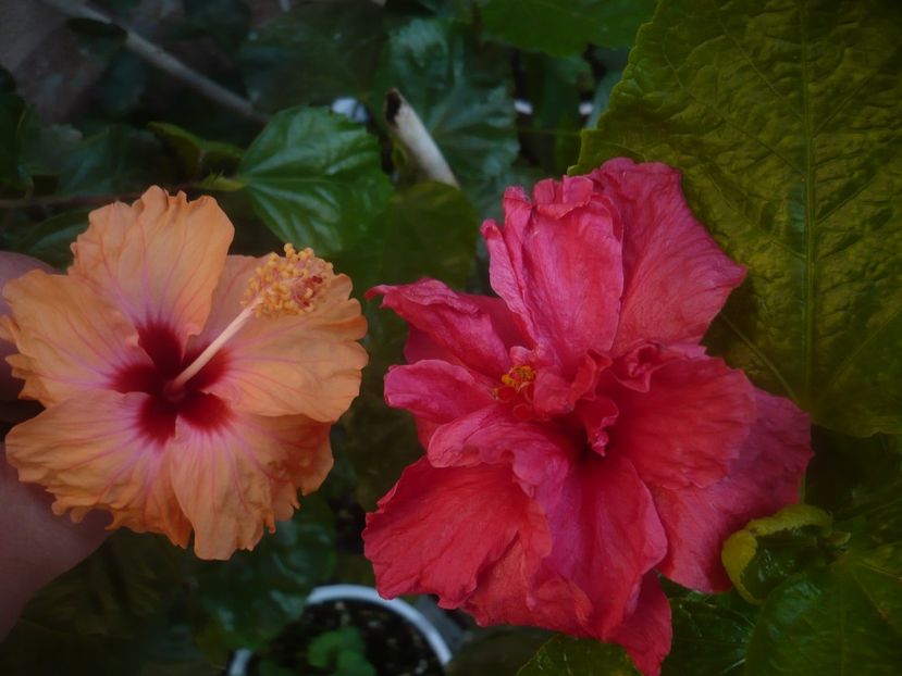 P1470075 - HIBISCUSI 2020-5