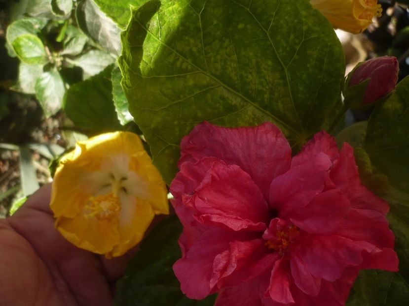 P1470076 - HIBISCUSI 2020-5