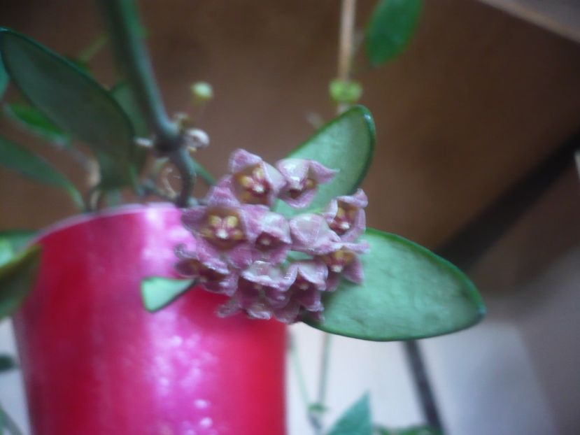 P1470078 - HOYA 2020-2