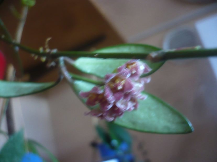 P1470079 - HOYA 2020-2