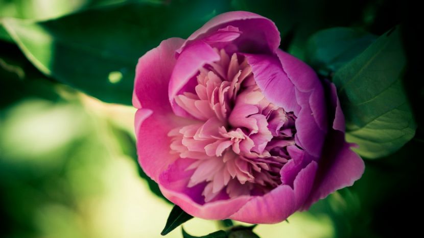 tene08.09.2020_001 (1047) - POZE DESKTOP 2021