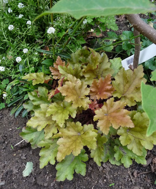  - 2020 - 03 - Toamna