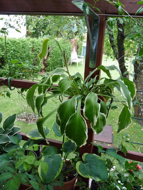 Inainte de ger! - 2020 - 03 - Toamna