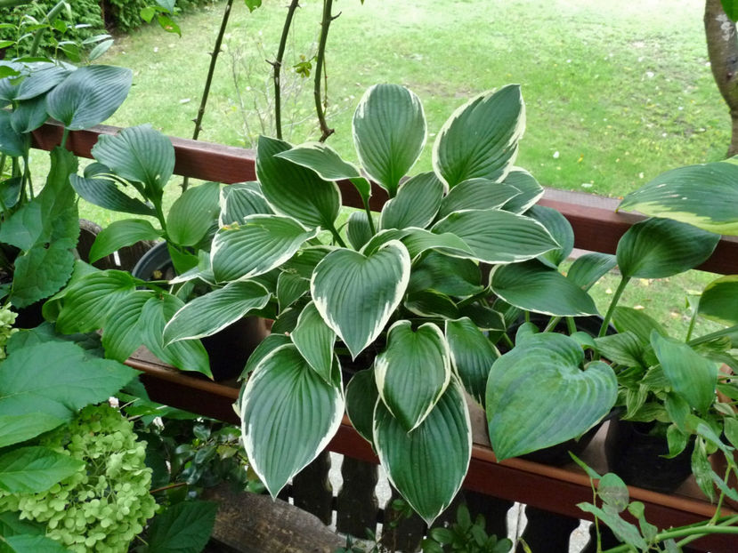  - 2020 - 03 - Toamna