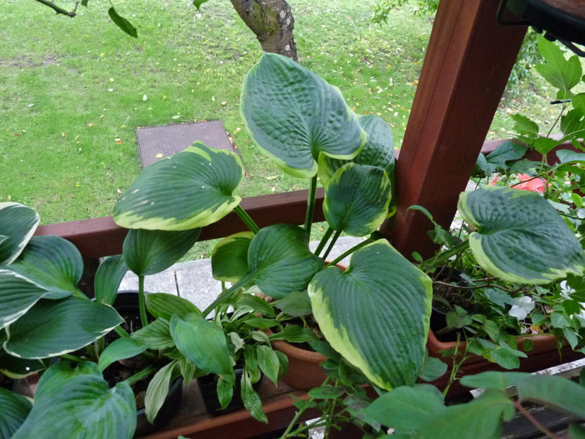  - 2020 - 03 - Toamna