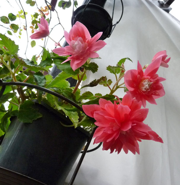  - 2020 - 03 - Toamna