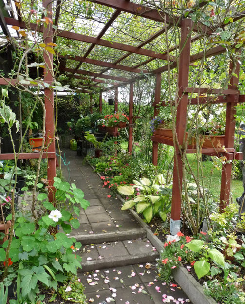 inceput de Octombrie - Impatiens