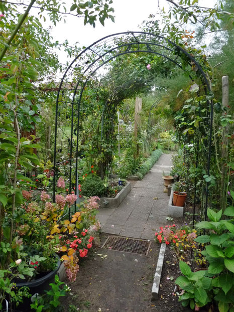  - Impatiens