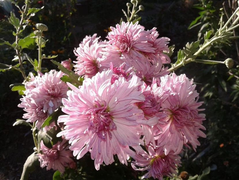 6. tufanica roz inalta ciufulici - F Tufanici Crizanteme Aster Anemone de toamnă