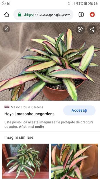 Screenshot_20201021-052607_Chrome - Wayettii variegata