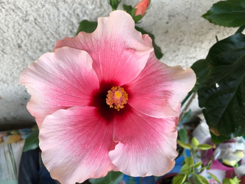  - Hibiscus 2020