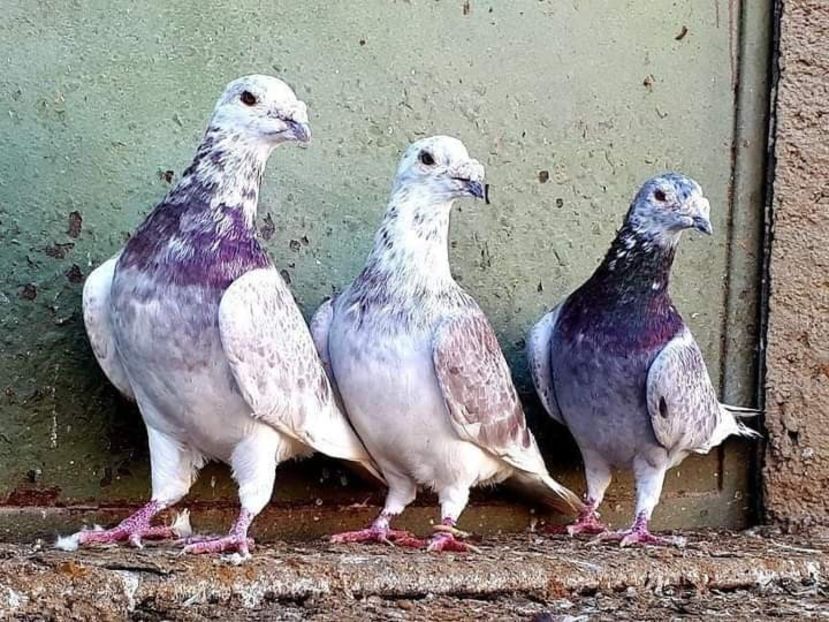  - NU AMI APARTIN 2020